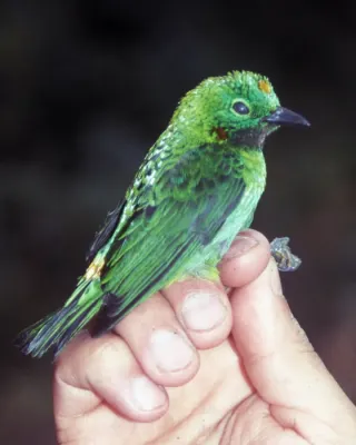 File:Chlorochrysa calliparaea.jpg