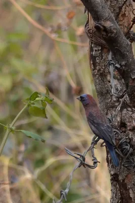 File:Colorín Morado, Varied Bunting, Passerina versicolor (25895500572).jpg