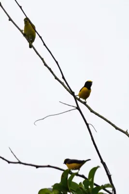 File:Eufonia Garganta Negra, Scrub Euphonia, Euphonia affinis (23927855372).jpg