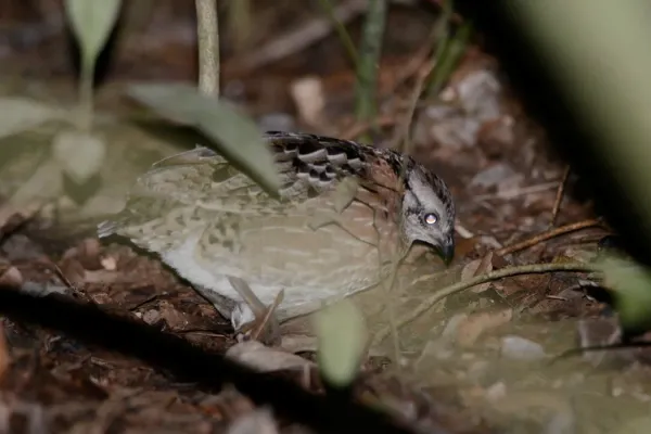 File:Codorniz Silbadora, Singing Quail, Dactylortyx thoracicus (23387866083).jpg