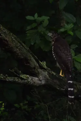 File:Halcón Selvático de Collar, Collared Forest Falcon, Micrastur semitorquatus (23932379971).jpg