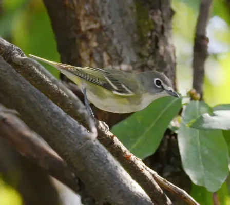 File:Vireo de Cassin, Cassin's Vireo, Vireo cassinii (16834633557).jpg