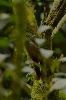 File:Trepatroncos Corona Punteada, Spot Crowned Woodcreeper, Lepidocolaptes affinis (16785903759).jpg