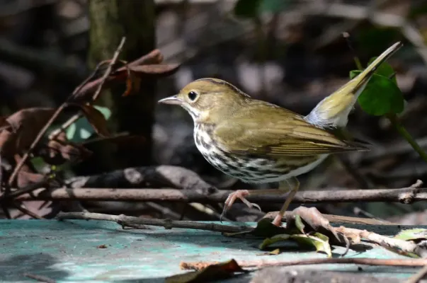 File:Chipe Suelero, Ovenbird, Seiurus aurocapilla (16217521751).jpg