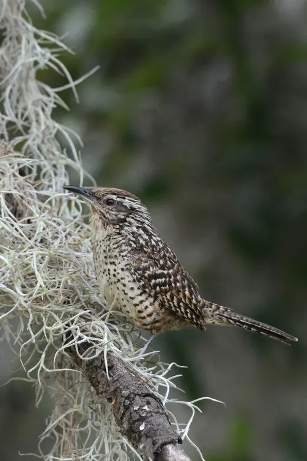 File:Campylorhynchus gularis (15262292915).jpg
