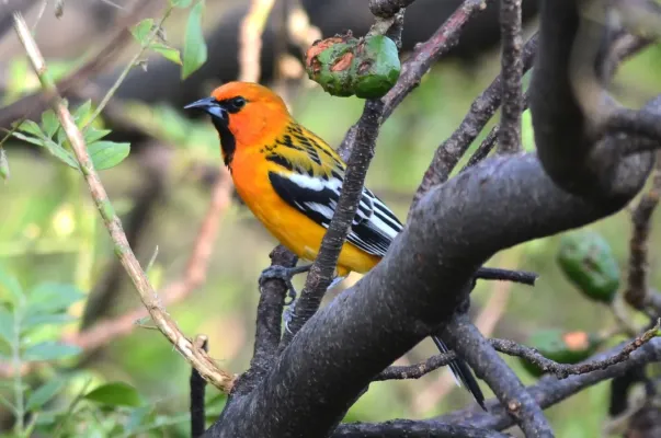 File:Bolsero Dorso Rayado, Streak Backed Oriole, Icterus pustulatus (13928648091).jpg