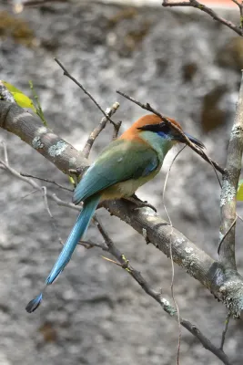 File:Momoto Corona Café, Russet Crowned Motmot, Momotus mexicanus (13977864479).jpg