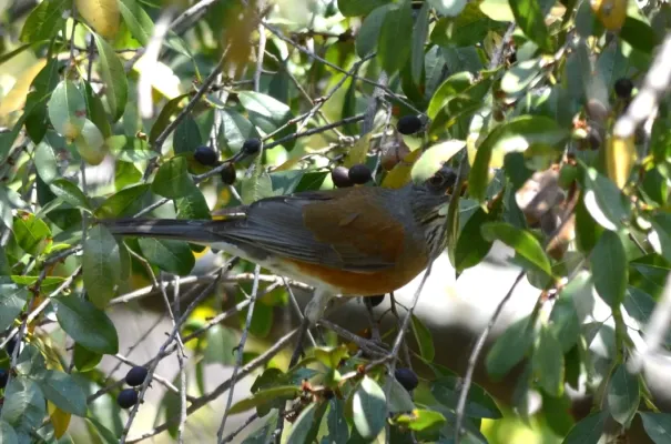 File:Mirlo Dorso Rufo, Rufous Backed Robin, Turdus rufopalliatus (13362487923).jpg