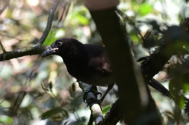 File:Chara Papán, Brown Jay, Cyanocorax morio (13228721374).jpg