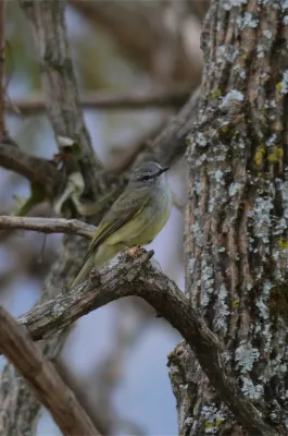 File:Elenia Verdosa, Greenish Elaenia, Myiopagis viridicata (13929559935).jpg