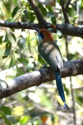 File:Momoto Corona Café, Russet Crowned Motmot, Momotus mexicanus (13362356575).jpg