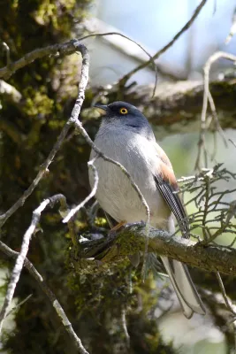 File:Junco Ojo de Lumbre, Yellow Eyed Junco, Junco phaeonotus (12421156853).jpg
