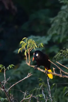 File:Oropéndola Moctezuma, Montezuma Oropendola, Psarocolius montezuma (11915795944).jpg