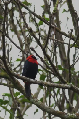 File:Tángara Sanguinolenta, Crimson Collared Tanager, Ramphocelus sanguinolentus (11915625225).jpg