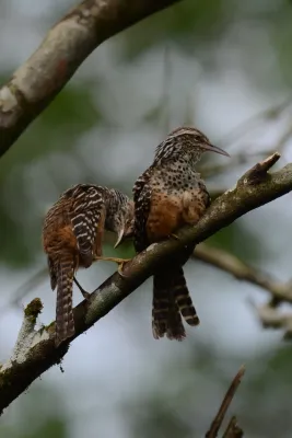 File:Matraca Tropical, Band Backed Wren, Campylorhynchus zonatus (11916651126).jpg