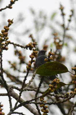 File:Clarín Unicolor, Slate Colored Solitaire, Myadestes unicolor (11916257614).jpg