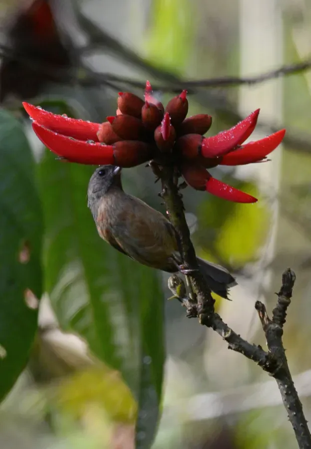 File:Picaflor Canelo, Cinnamon Bellied Flowerpiercer, Diglossa baritula (11722169254).jpg
