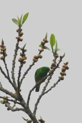 File:Clorofonia Corona Azul, Blue Crowned Chlorophonia, Chlorophonia occipitalis (11916273234).jpg