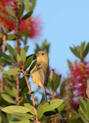 File:Semillero de Collar, White Collared Seedeater, Sporophila torqueola (11460133265).jpg