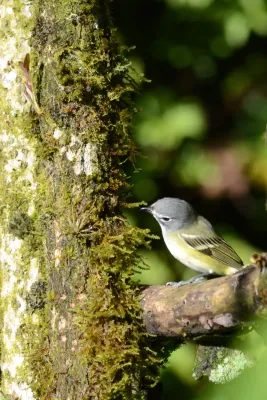 File:Vireo Anteojillo, Blue Headed Vireo, Vireo solitarius (11713907966).jpg