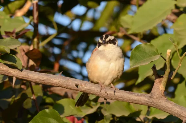 File:Zacatonero Corona Rayada, Stripe Headed Sparrow, Peucaea ruficauda (11459932485).jpg
