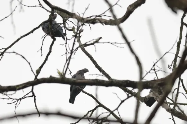 File:Paloma Morada, Red Billed Pigeon, Patagioenas flavirostris (10130125236).jpg