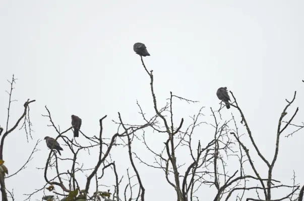 File:Paloma Morada, Red Billed Pigeon, Patagioenas flavirostris (10130165586).jpg