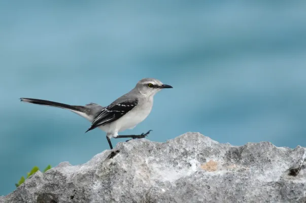 File:Centzontle Tropical, Tropical Mockingbird, Mimus gilvus (11060791884).jpg