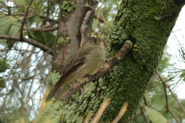 File:Mosquero Pinero, Pine Flycatcher, Empidonax affinis (9707616338).jpg