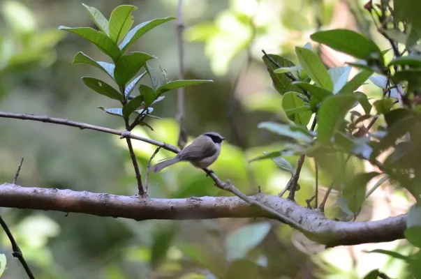 File:Sastrecillo, Bushtit, Psaltriparus minimus (9557397381).jpg