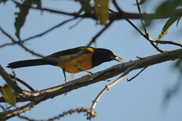 File:Bolsero de Wagler, Black Vented Oriole, Icterus wagleri (9540918505).jpg