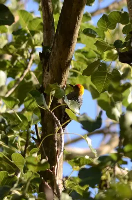 File:Carpintero Enmascarado, Golden Cheeked Woodpecker, Melanerpes chrysogenys (9440457740).jpg