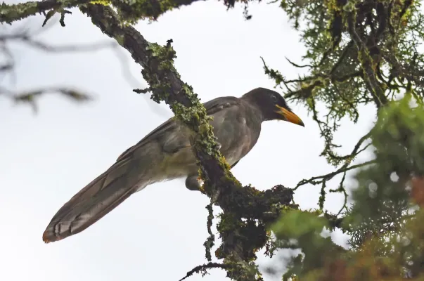 File:Chara Papán, Brown Jay, Cyanocorax morio (9548386324).jpg