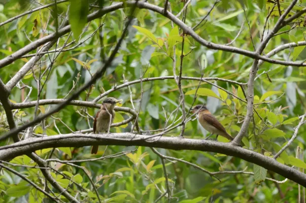 File:Mosquero Cabezón Degollado Hembra, Rose-throated Becard Female, Pachyramphus aglaiae (9430516997).jpg