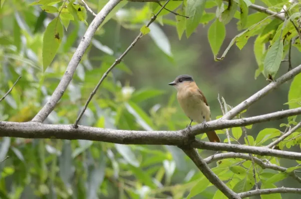 File:Mosquero Cabezón Degollado Hembra, Rose-throated Becard Female, Pachyramphus aglaiae (9430513089).jpg