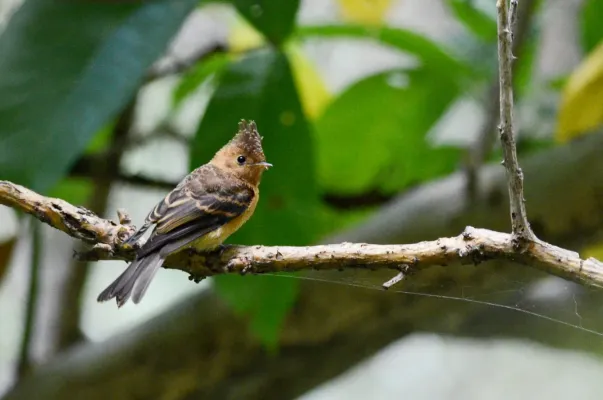 File:Mosquero Copetón, Tufted Flycatcher, Mitrephanes phaeocercus (9433280056).jpg