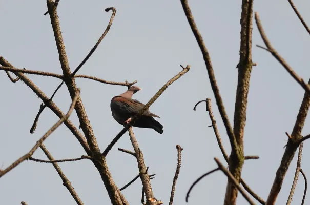 File:Paloma morada, Red-billed Pigeon, Patagioenas flavirostris (9337850353).jpg