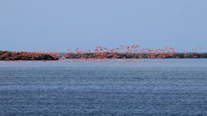 File:American flamingos (Phoenicopterus ruber) Cu.jpg