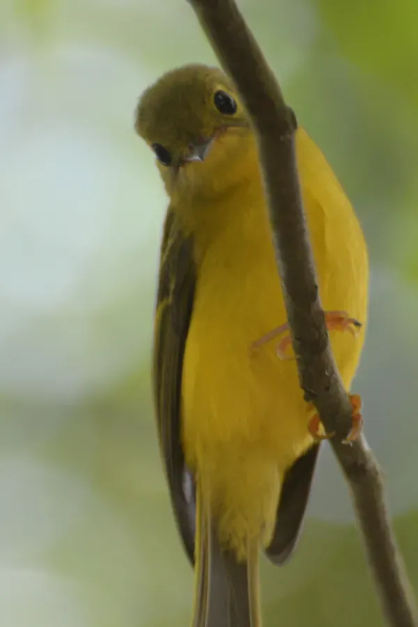 File:Culicicapa helianthea - Mt.Mahawu (1).JPG
