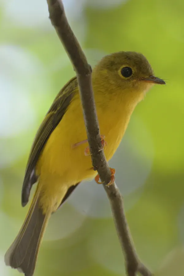 File:Culicicapa helianthea - Mt.Mahawu (2).JPG