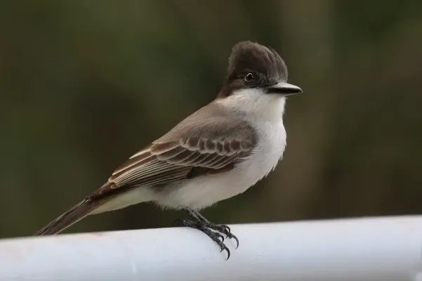 File:La Sagra's flycatcher (Myiarchus sagrae).JPG