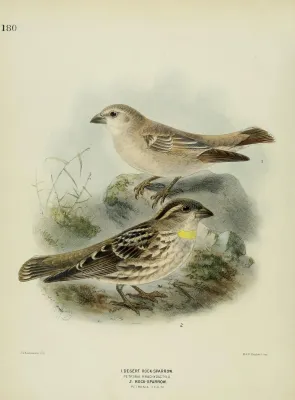 File:Carpospiza brachydactyla and Petronia petronia.jpg