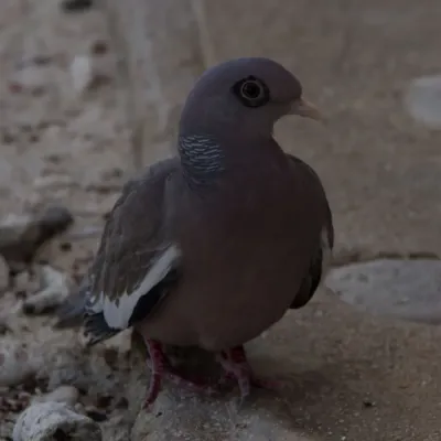 File:Bared-Eyed Pigeon (Patagioenas corensis) (11452109425).jpg