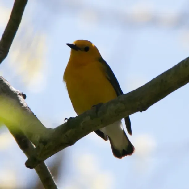 File:Prothonotary Warbler (Protonotaria citrea) (8709575947).jpg