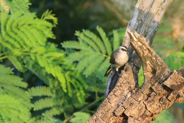 File:Yellow-vented bulbul (Pycnonotus goiavier).JPG