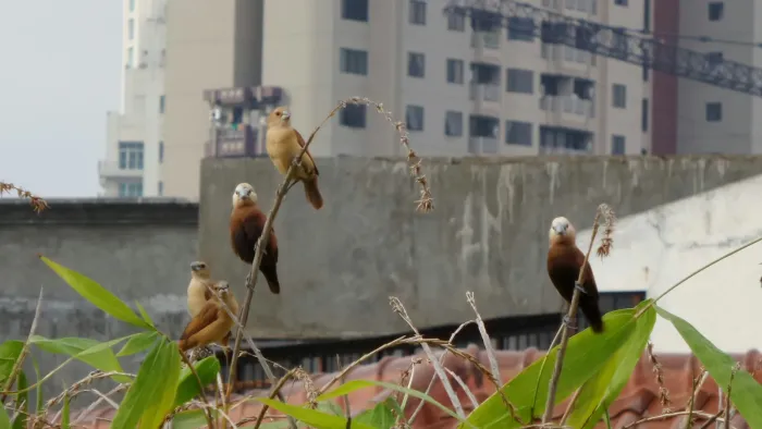File:White-headed munia (Lonchura maja).jpg