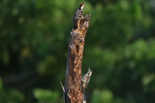 File:Freckle-breasted woodpeckers (Dendrocopos analis).JPG