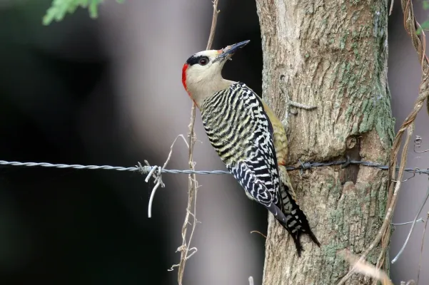 File:West Indian woodpecker (Melanerpes superciliaris superciliaris) female.JPG