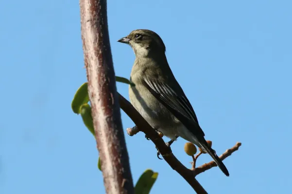 File:Western spindalis (Spindalis zena pretrei) female.JPG