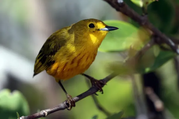 File:Mangrove Warbler (Setophaga petechia gundlachi) male, Cuba.jpg